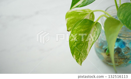 Background material of pothos leaves and hydroponic cultivation Background material of pothos leaves and hydroponic cultivation 132516113