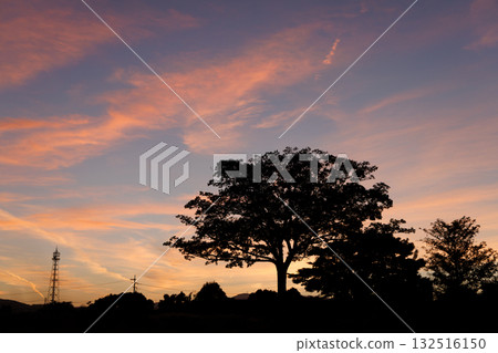 茜草色的秋日夕陽和大樹的輪廓_03 132516150