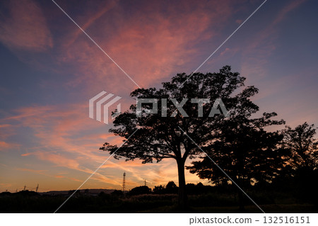 Madder-colored autumn sunset and the silhouette of a large tree_04 132516151