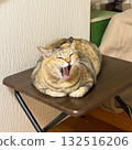 一隻野雞貓在小桌子上打哈欠 132516206