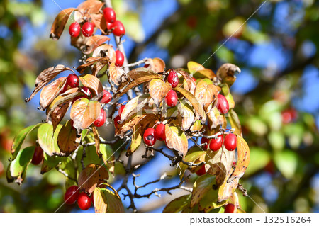 Cornelian cherry fruit 132516264