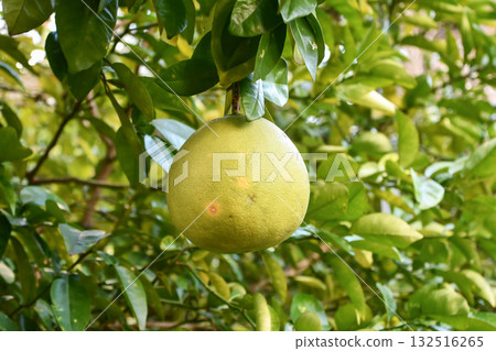 Pomelo (Pomelo) Pomelo (Pomelo) 132516265