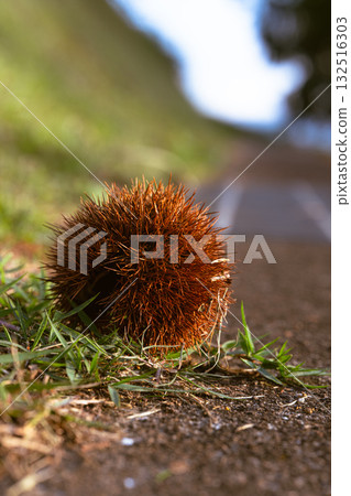 Igagri倒在了地上 132516303