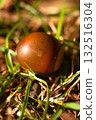 Acorn 132516304