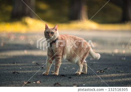 奶油棕色虎斑貓 132516305