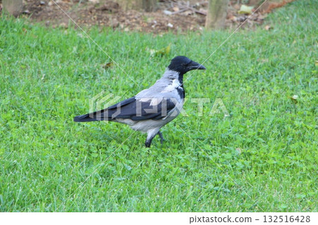 Turkish crow, Grey crow Turkish crow, Grey crow 132516428