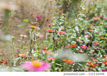 Zinnias blooming in the garden 132516446