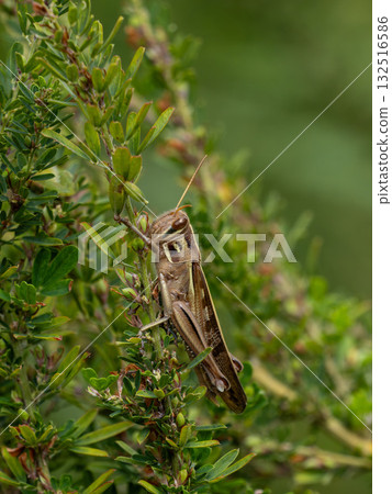 地面蝗蟲棲息在日本灌木三葉草上 132516586
