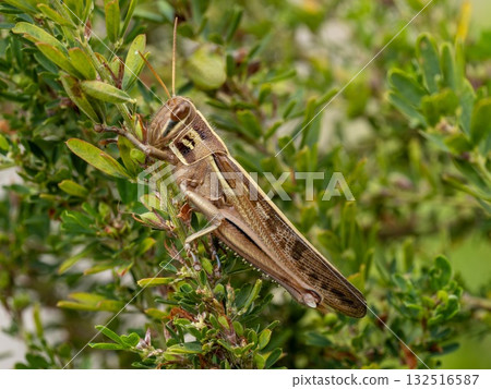 Ground locust resting on a Japanese bush clover 132516587