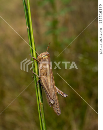 A ground locust resting on a stem of silver grass A ground locust resting on a stem of silver grass 132516589