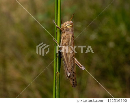 A ground locust resting on a stem of silver grass A ground locust resting on a stem of silver grass 132516590