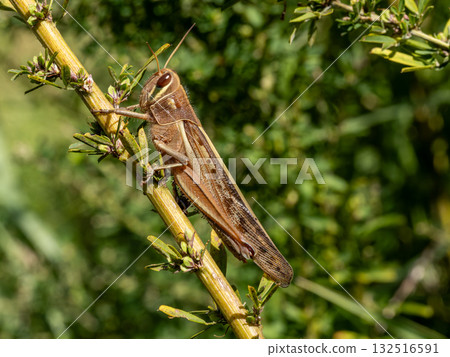Ground locust resting on a Japanese bush clover Ground locust resting on a Japanese bush clover 132516591