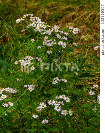 山中盛開的後樂花 132516597