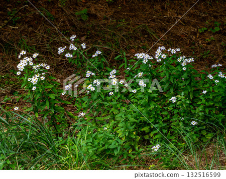 山中盛開的後樂花 132516599