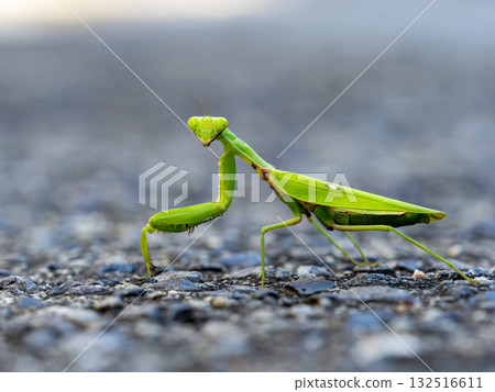 一隻螳螂在地面上行走 132516611