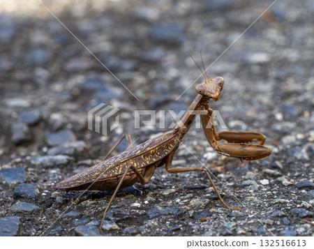 A brown praying mantis walking on the ground 132516613