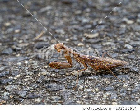 A brown praying mantis walking on the ground 132516614