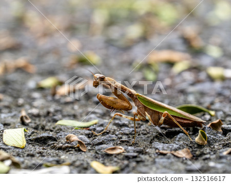 Praying mantis on the ground Praying mantis on the ground 132516617