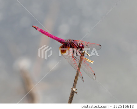 紅蜻蜓,一種南方蜻蜓,棲息在池塘裡的一棵死樹上 紅蜻蜓,一種南方蜻蜓,棲息在池塘裡的一棵死樹上 132516618