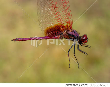 紅蜻蜓（南方蜻蜓的一種）的側面圖。 132516620
