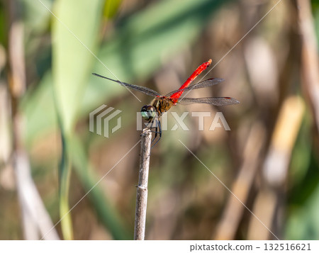 一隻雄性菌科菌棲息在枯草上 一隻雄性菌科菌棲息在枯草上 132516621