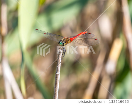 A male Mycoaceae perched on dead grass 132516623