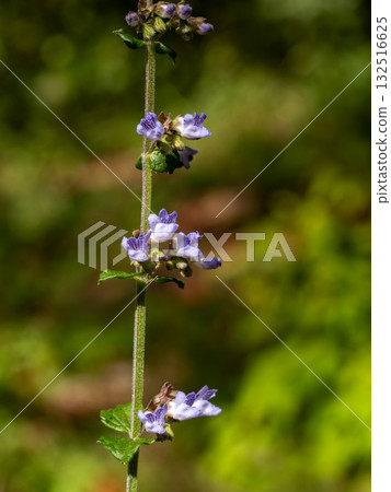 Mountain mint flowers blooming in the mountains 132516625