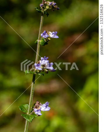 Mountain mint flowers blooming in the mountains 132516626
