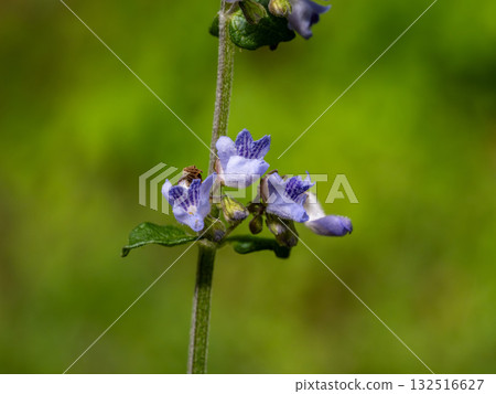 Mountain mint flowers blooming in the mountains 132516627