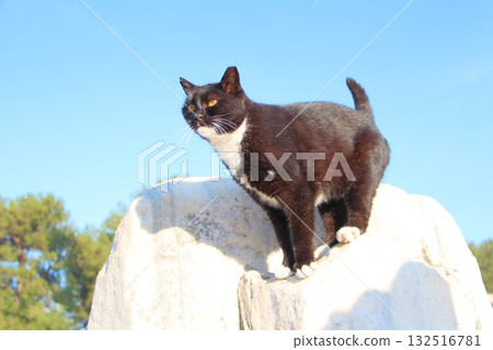 Stray cats living in the cities and ruins of Turkey, a paradise for cats Stray cats living in the cities and ruins of Turkey, a paradise for cats 132516781