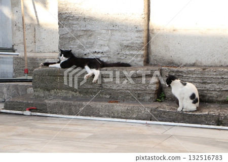 Stray cats living in the cities and ruins of Turkey, a paradise for cats 132516783
