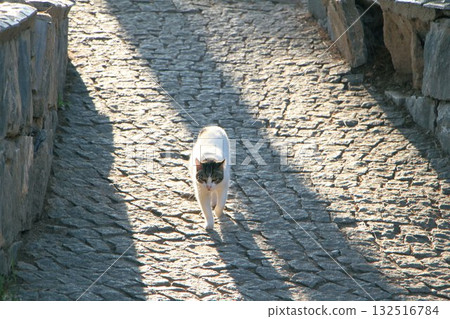 Stray cats living in the cities and ruins of Turkey, a paradise for cats 132516784