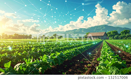 A bright blue summer sky hangs over the rural French vineyard landscape, with endless rows of green plants stretching across the field A bright blue summer sky hangs over the rural French vineyard landscape, with endless rows of green plants stretching across the field 132517006