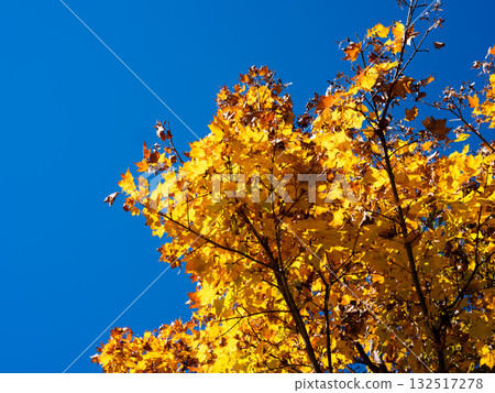 Autumn scenery: Yellow maple leaves and a clear autumn day 132517278