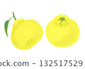 Two Yuzu illustrations with leaves, white background 132517529