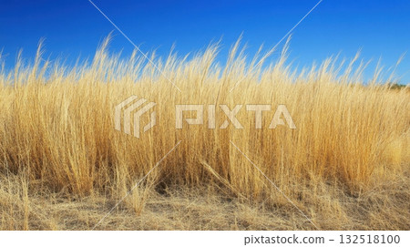 Golden Grass under a Blue Sky. Golden Grass under a Blue Sky. 132518100