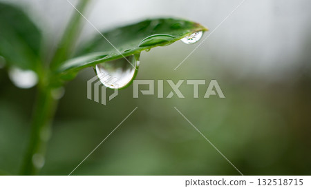 從葉尖滴下的大水滴 132518715