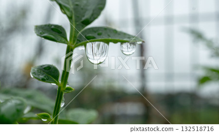 微距：水滴映照下的透明世界 132518716