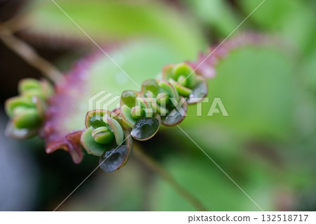 Macro succulent plant with water droplets 132518717