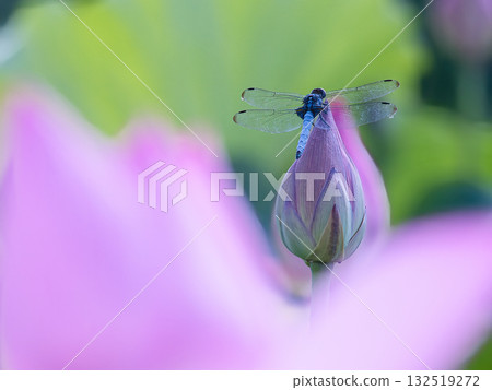 A dragonfly resting on a lotus bud A dragonfly resting on a lotus bud 132519272