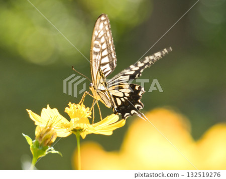 棲息在波斯菊波斯菊的Swallowtail蝴蝶 棲息在波斯菊波斯菊的Swallowtail蝴蝶 132519276
