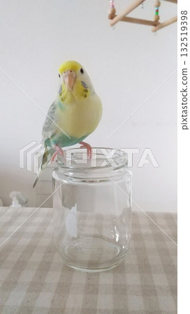 Sekisei parakeet Sekisei parakeet 132519398