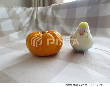 Parakeet and Pumpkin 132519399