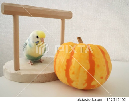 萬聖節南瓜和可愛的虎皮鸚鵡 132519402