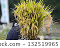 Hand-harvested rice bundles 132519965