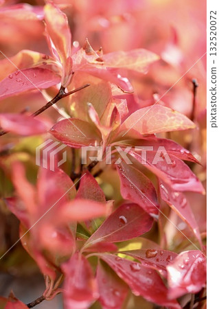Enkianthus campanulatus leaves turn red after the rain 132520072