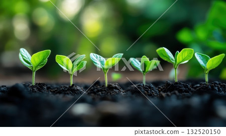 growing seedlings in rich soil 132520150
