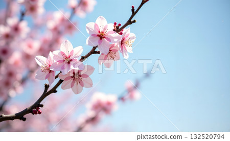 Blooming cherry blossoms and blue sky, travel to Japan, sightseeing phase, square cloth, wide range of sea reports, material background sheet 132520794