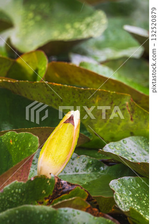 A pond in the summer rain: lotus flowers and leaves wet with water droplets 48 132520879