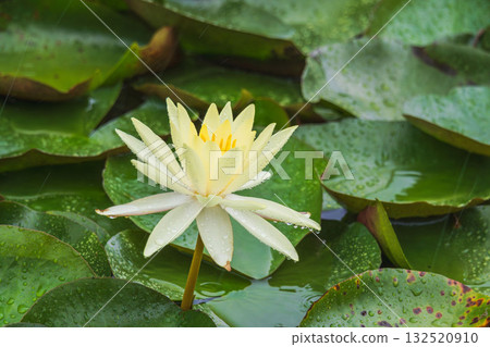 A pond in the summer rain: lotus flowers and leaves wet with water droplets 78 132520910